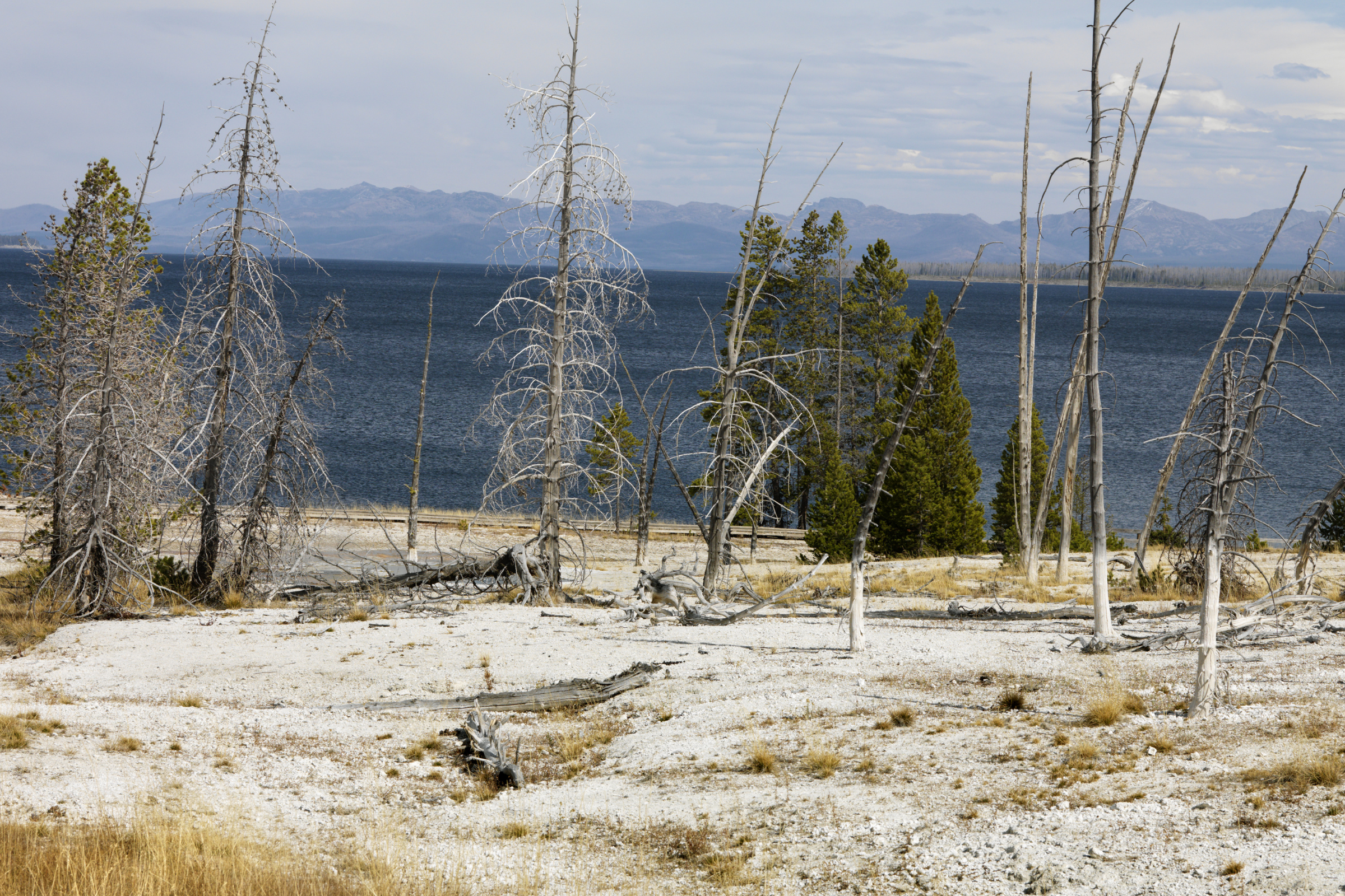 yellowstone national park, wyoming (3).webp